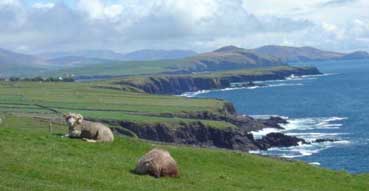 Sheep enjoy sucky view by Beehive Huts.