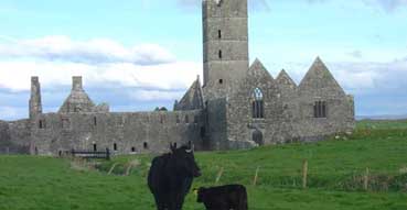 Crankerous cows by Moyne Friary.
