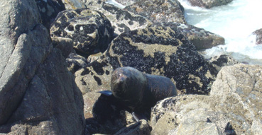 A seal mugs for the camera.