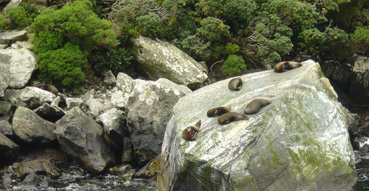 Obligatory Seal Colony.