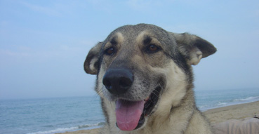 Lola takes a breather on the beach.