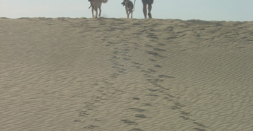 Eric and the dogs walking up a dune.