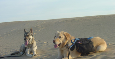 Jake and Lola stretch in the sand.