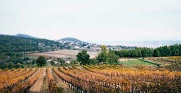 Vineyard and hills in Provence.