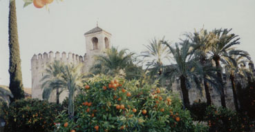 Orange tree in Cordoba.