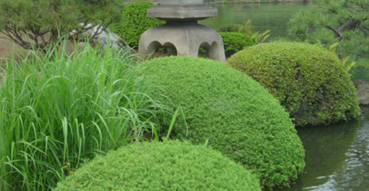 Scene from Shinjuku Gyoen Park.