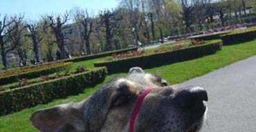 Lola in the Volksgarten.