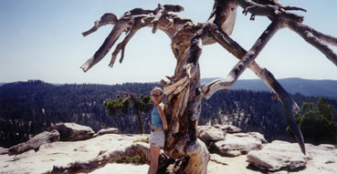 Dead tree at the top of Sentinel Dome.